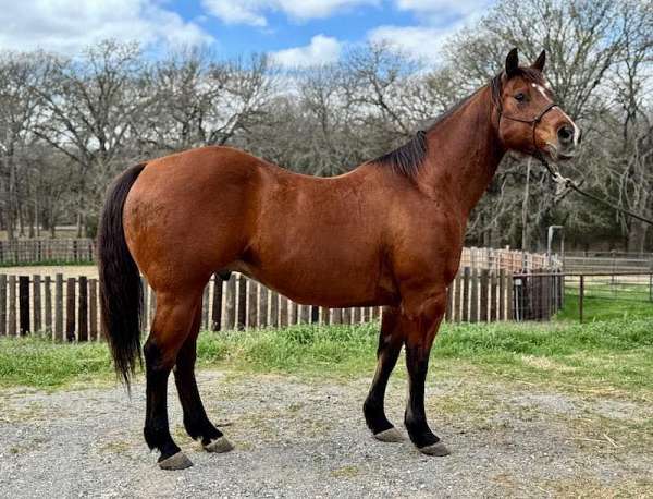 western-quarter-horse