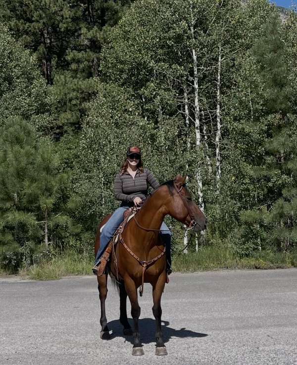 english-quarter-horse