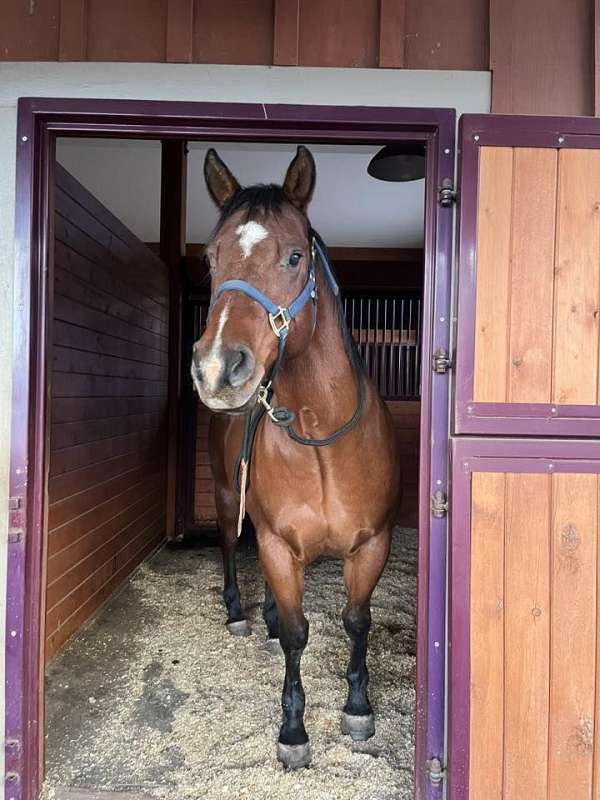 all-around-quarter-horse