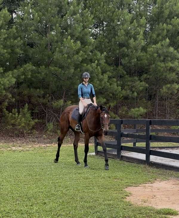 athletic-thoroughbred-horse