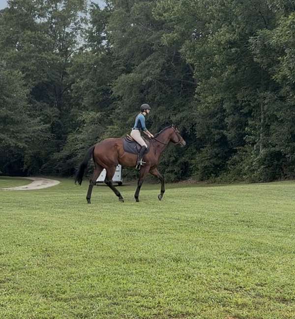 companion-thoroughbred-horse