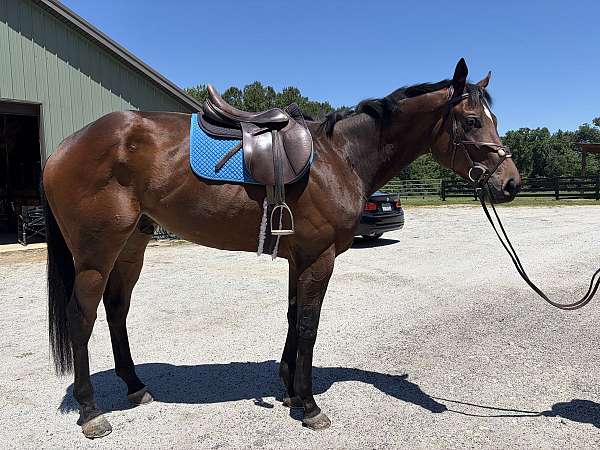 dressage-thoroughbred-horse