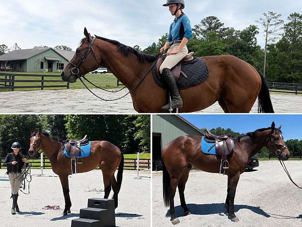 all-around-thoroughbred-horse