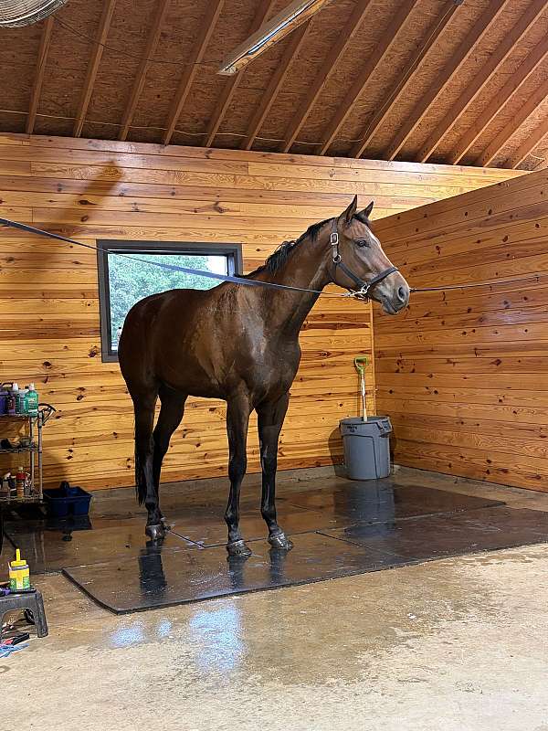 bay-thoroughbred-horse