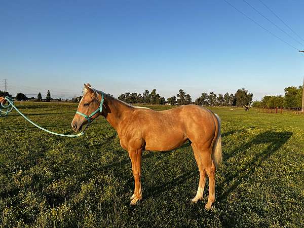 quarter-horse-for-sale