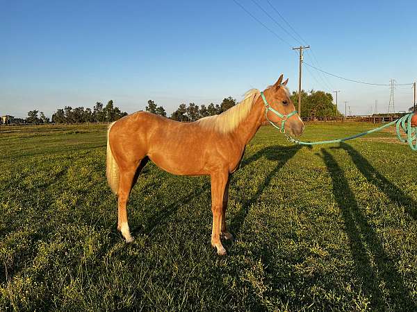 quarter-horse-filly