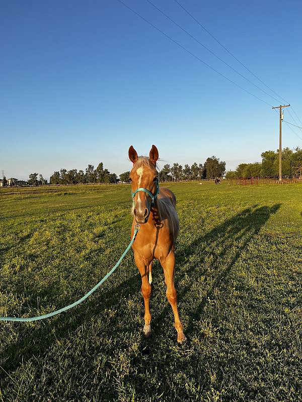 quarter-horse