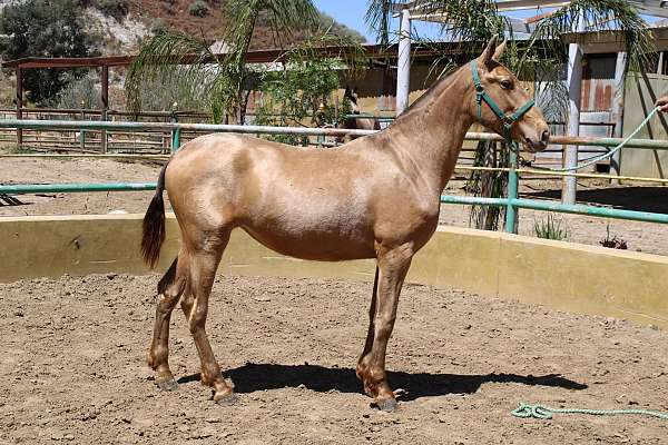 double-pearl-horse