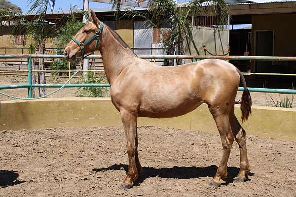 isabela-horse