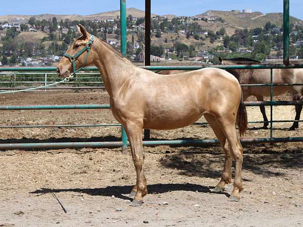 double-pearl-filly