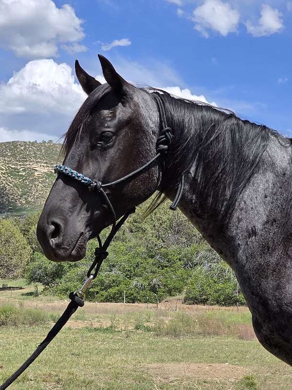 driving-halter