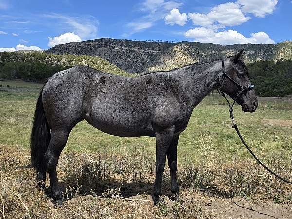 blue-roan-roan-driving-halter-horse