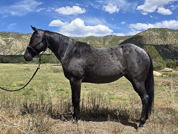 quarter-horse-mare