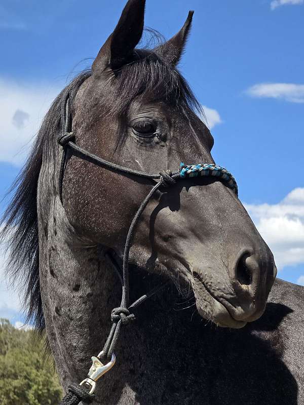 quarter-horse-for-sale
