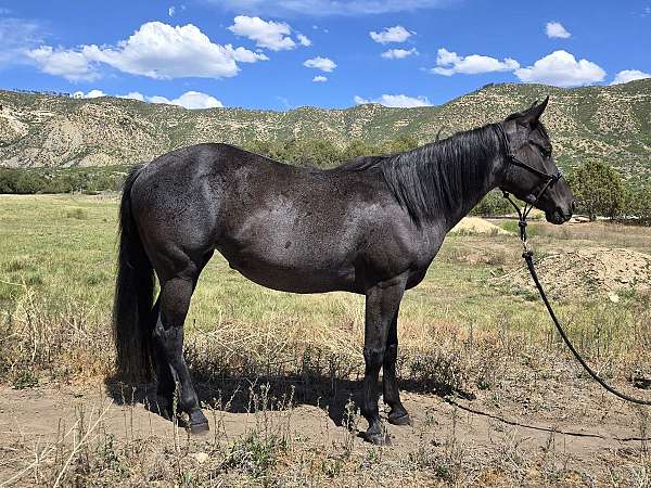 quarter-horse-mare