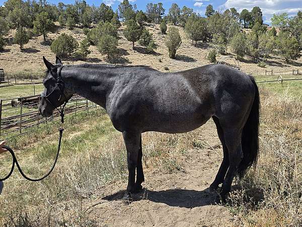 quarter-horse