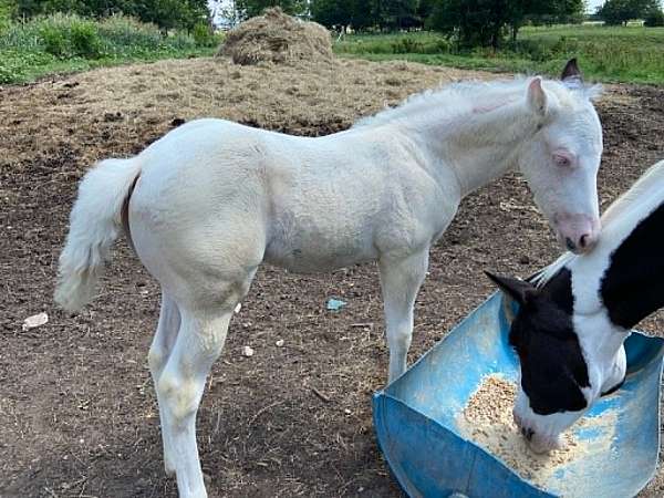 black-sw1-horse