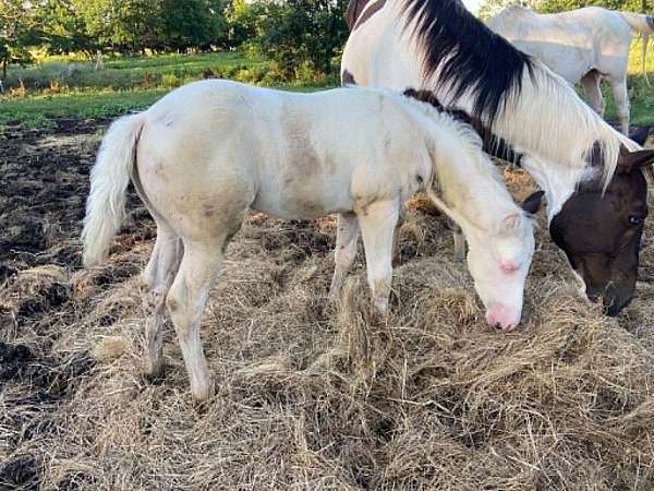 homozygous-tobiano-horse