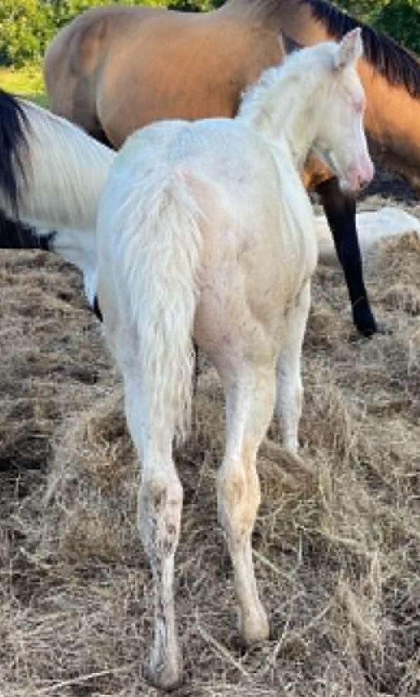 black-horse