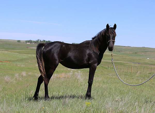 endurance-ride-mare