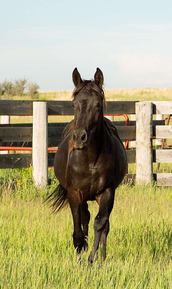 black-ahr-filly-mare