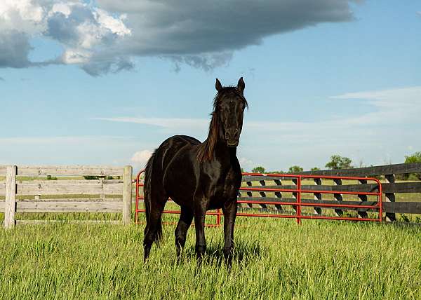 endurance-ride-filly-mare