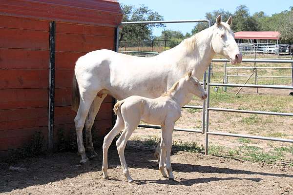 spain-horse