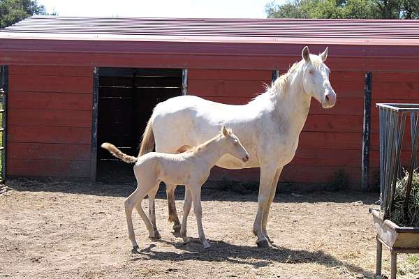spain-filly