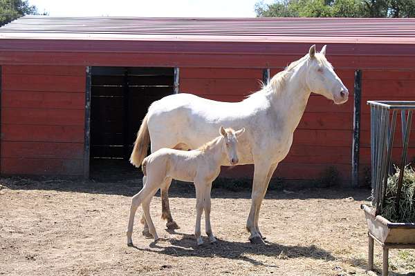 usdf-filly