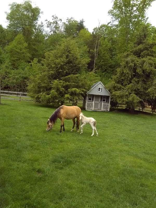 shetland-pony-for-sale