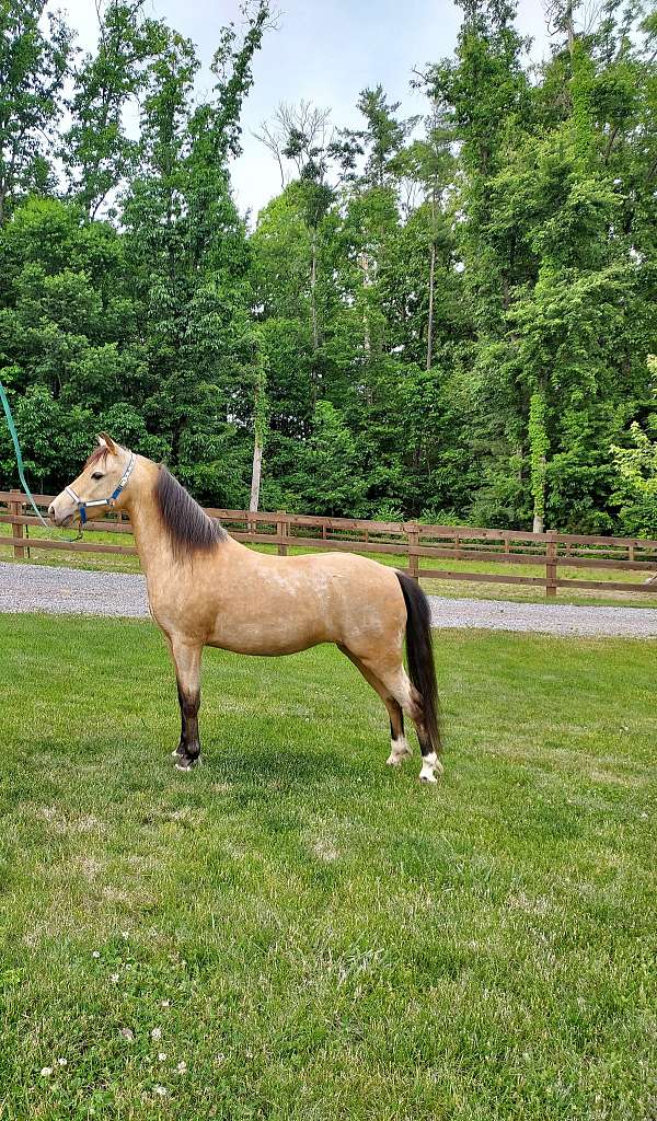 shetland-pony-mare