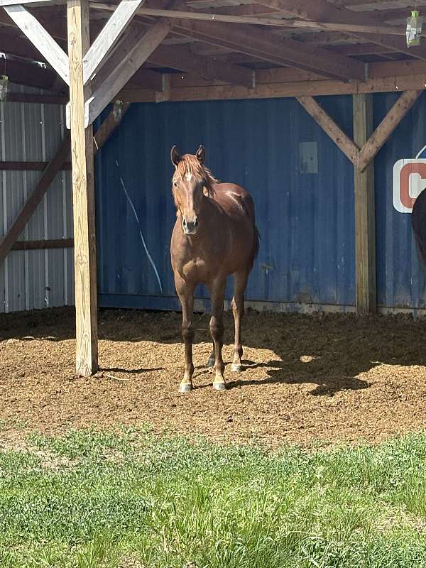 thoroughbred-filly