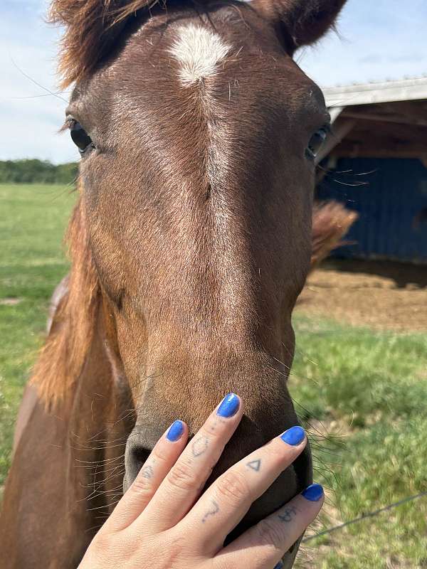 thoroughbred-horse