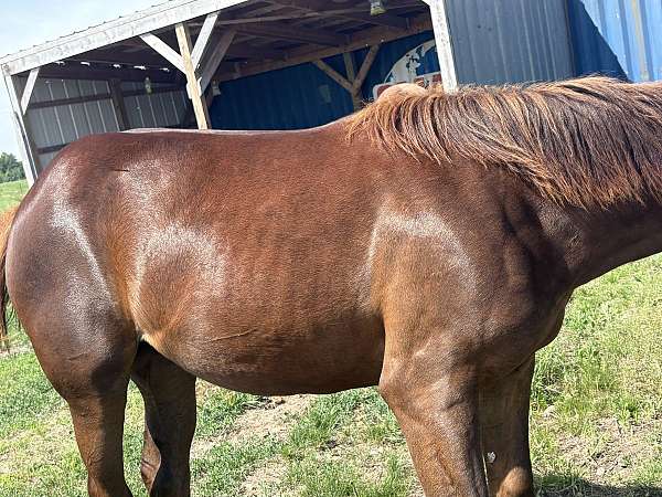 thoroughbred-horse-for-sale