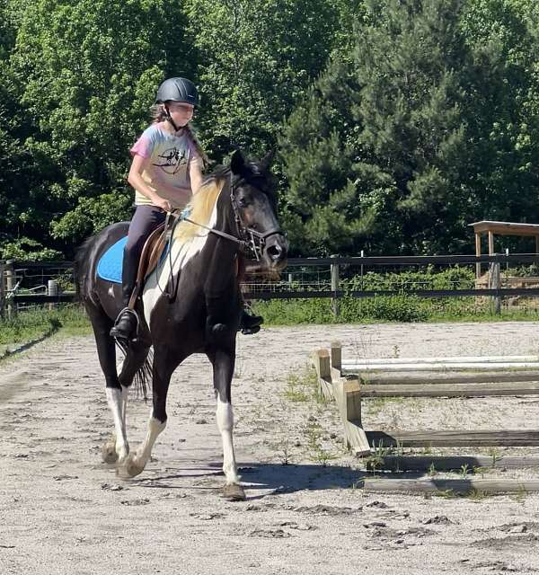 piebald-english-pleasure-pony
