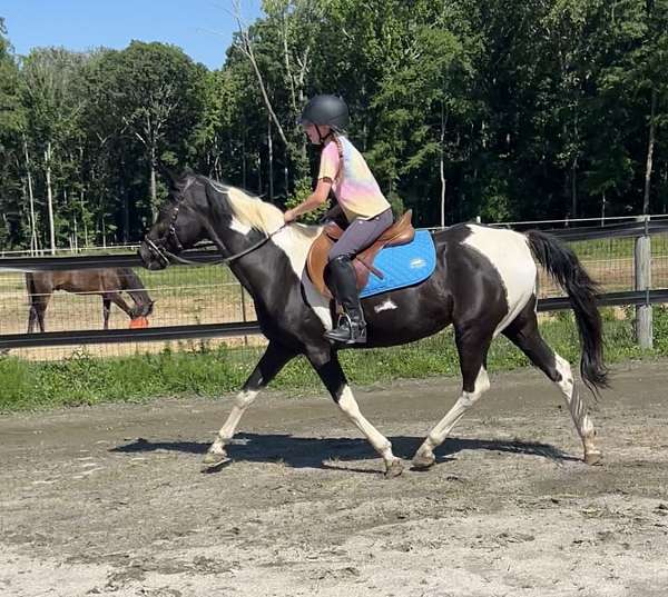 piebald-paint-pony-mare
