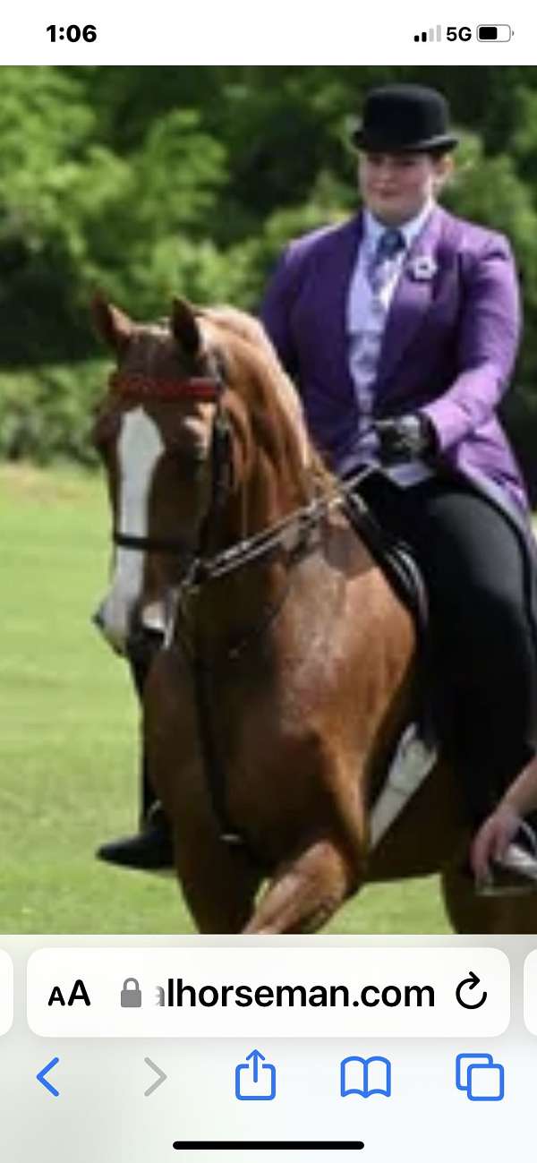 chestnut-blaze-4-socks-horse