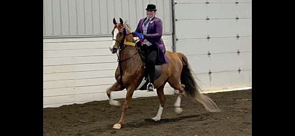 breeding-saddlebred-horse