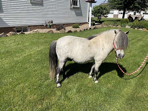 grey-dapple-horse