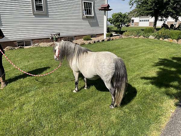 mini-miniature-horse