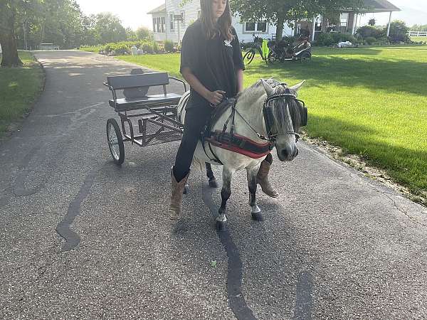 school-miniature-horse