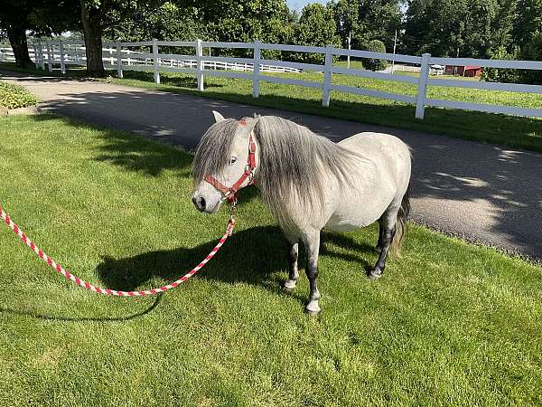ride-miniature-horse