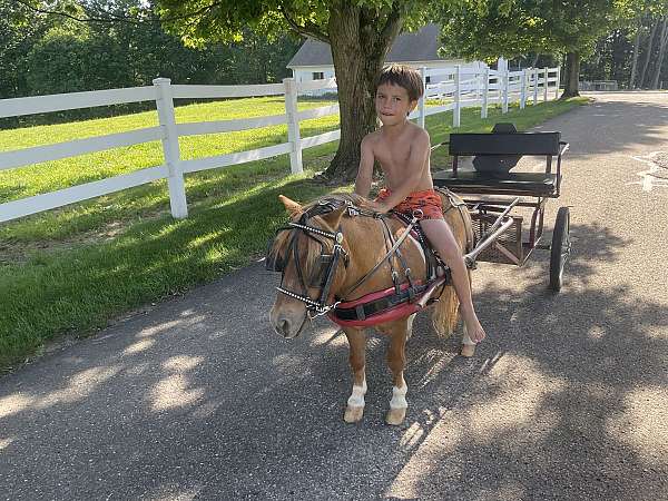 sorrel-white-paint-pony