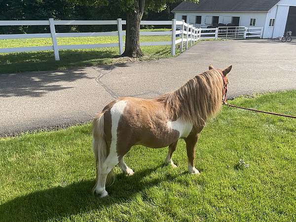 pinto-sorrel-white-paint-pony