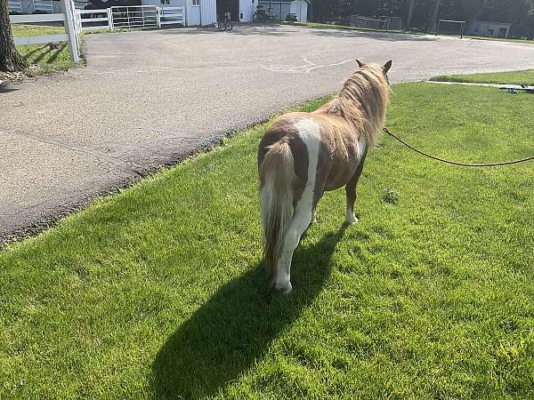 mini-miniature-pony