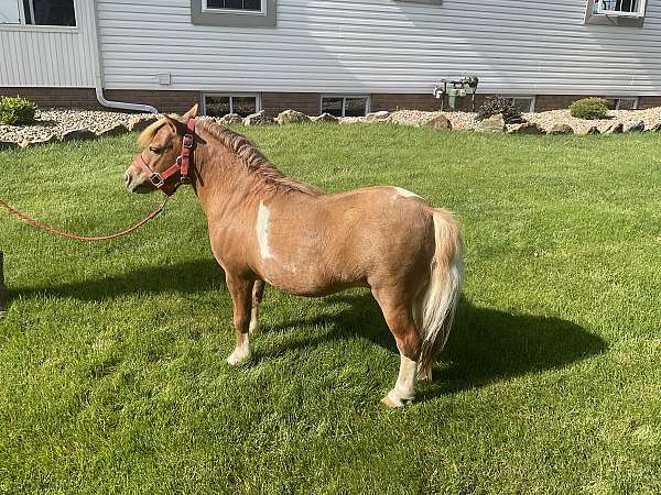 miniature-pony