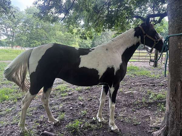 all-around-spotted-saddle-horse
