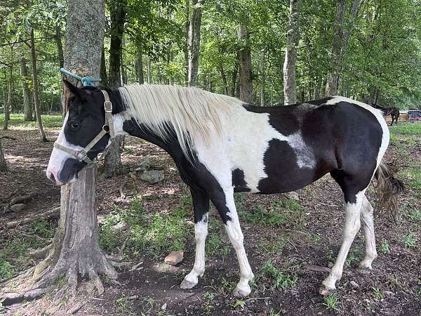 breeding-spotted-saddle-horse