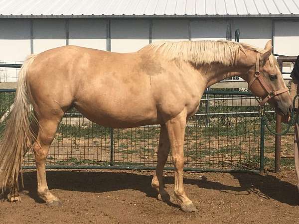 cremello-palomino-thoroughbred-mare