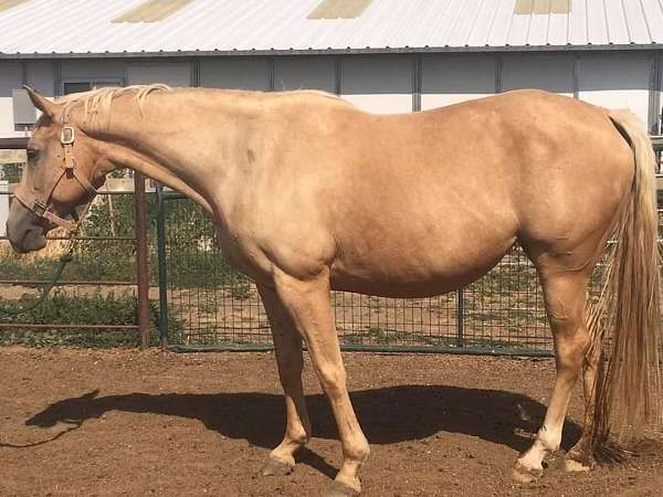 cremello-palomino-thoroughbred-broodmare